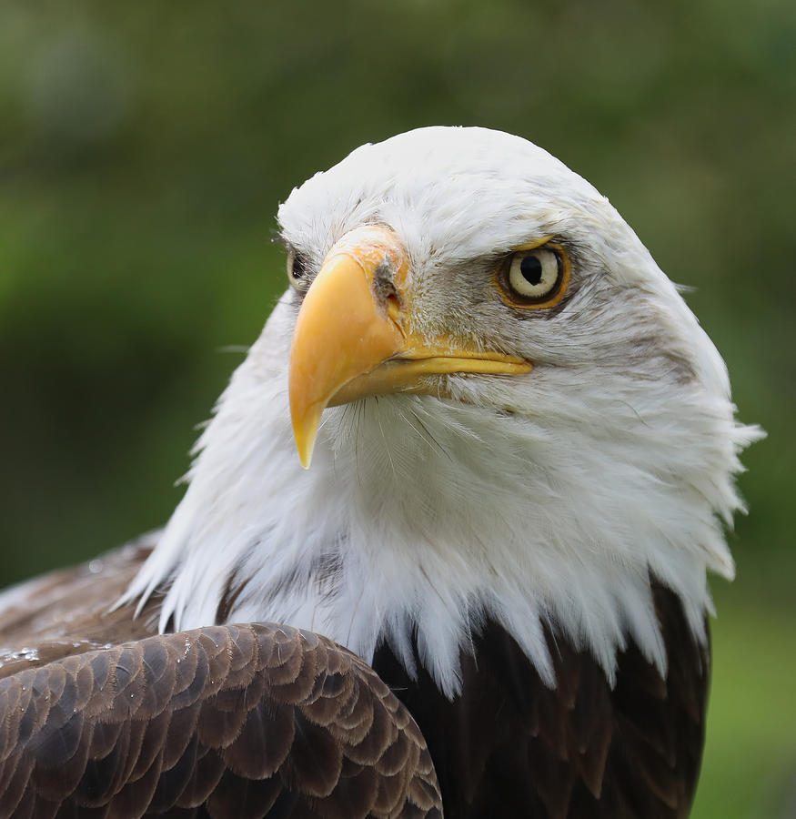 Bald Eagle Slick Back Photograph By James Kenning - Fine Art America