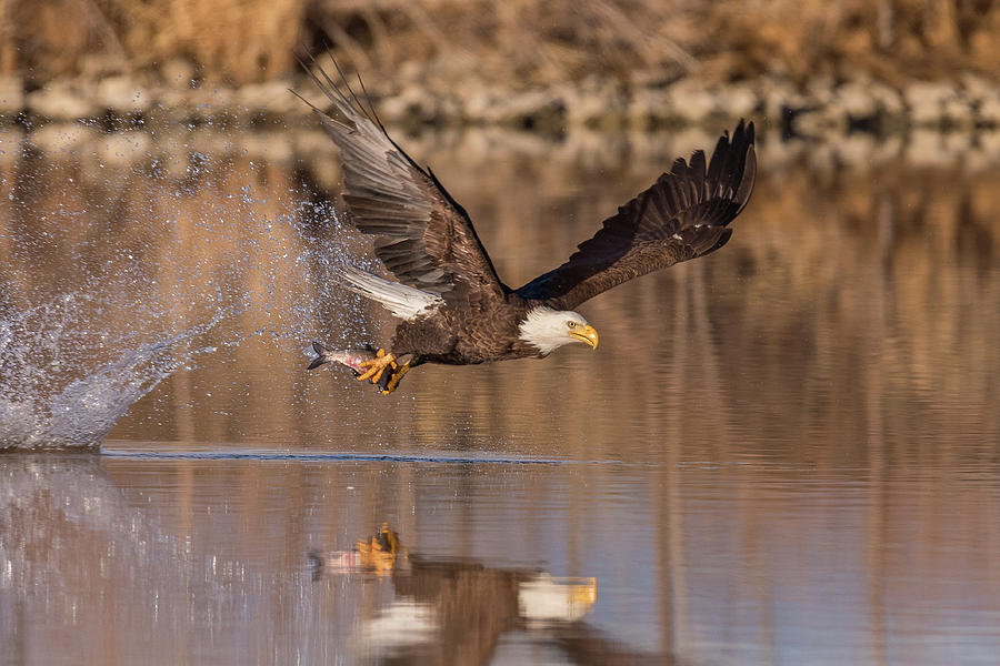 Bald Eagle Snags Breakfast Photograph by Tony Hake