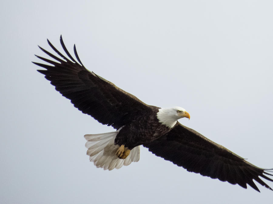 Free Printable Soaring Bald Eagle Pictures