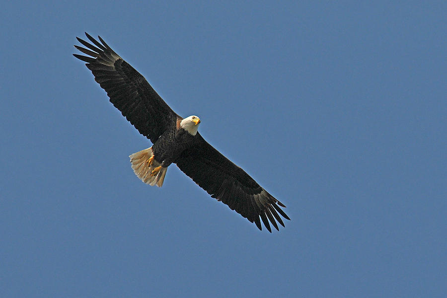 Bald Eagle Soaring Photograph by Alan Lenk
