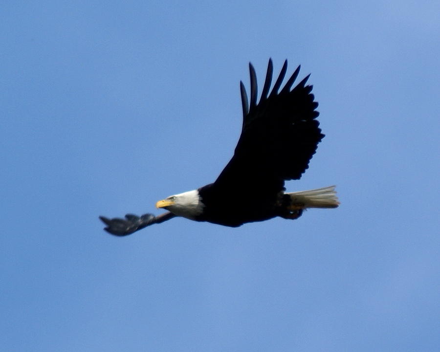 Bald Eagle Soaring High Photograph by Ben Upham III