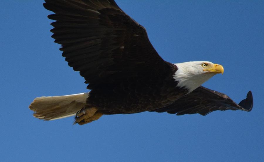 Bald Eagle Soaring High Photograph by Patricia Twardzik