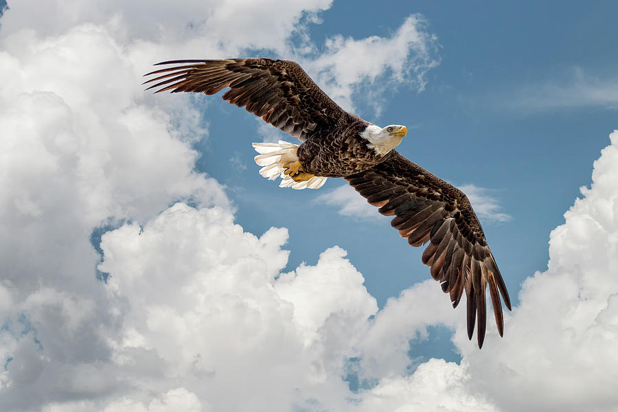 Bald Eagle soaring in clouds Photograph by Joe Myeress