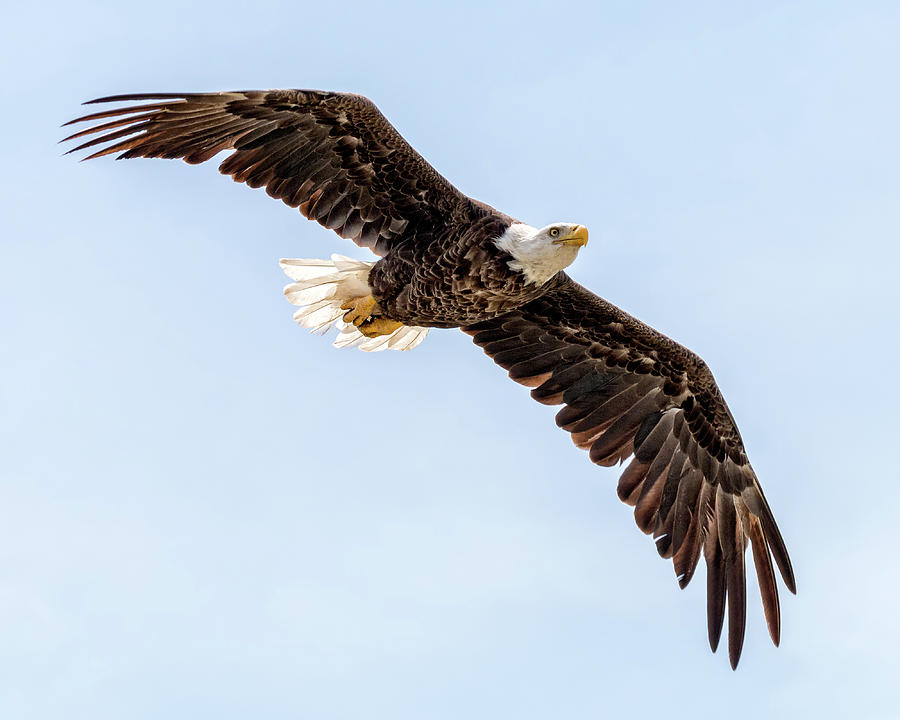 Bald Eagle soaring Photograph by Joe Myeress