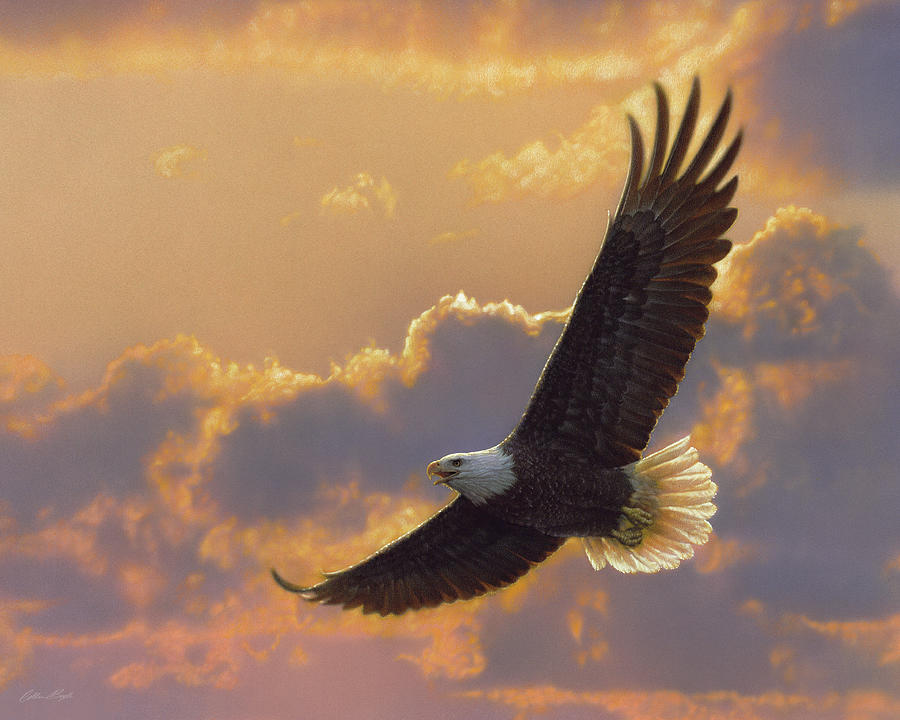 Bald Eagle - Soaring Spirit Painting by Collin Bogle