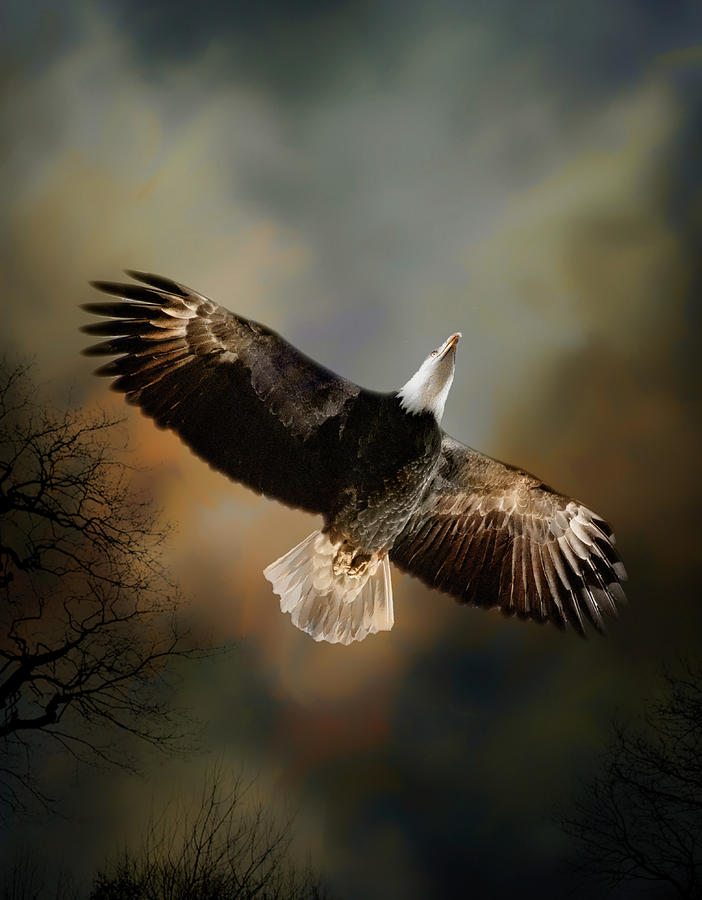 Bald Eagle Soaring Photograph by Steph Gabler