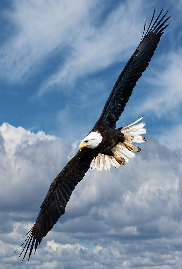 Bald Eagle Soaring Thru The Skies Photograph by Athena Mckinzie