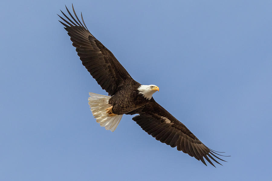 Bald Eagle Spreads Its Wings Wide by Tony Hake