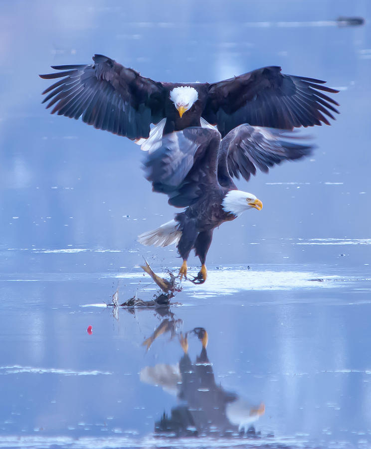 Bald Eagle Squable Photograph by David F Hunter
