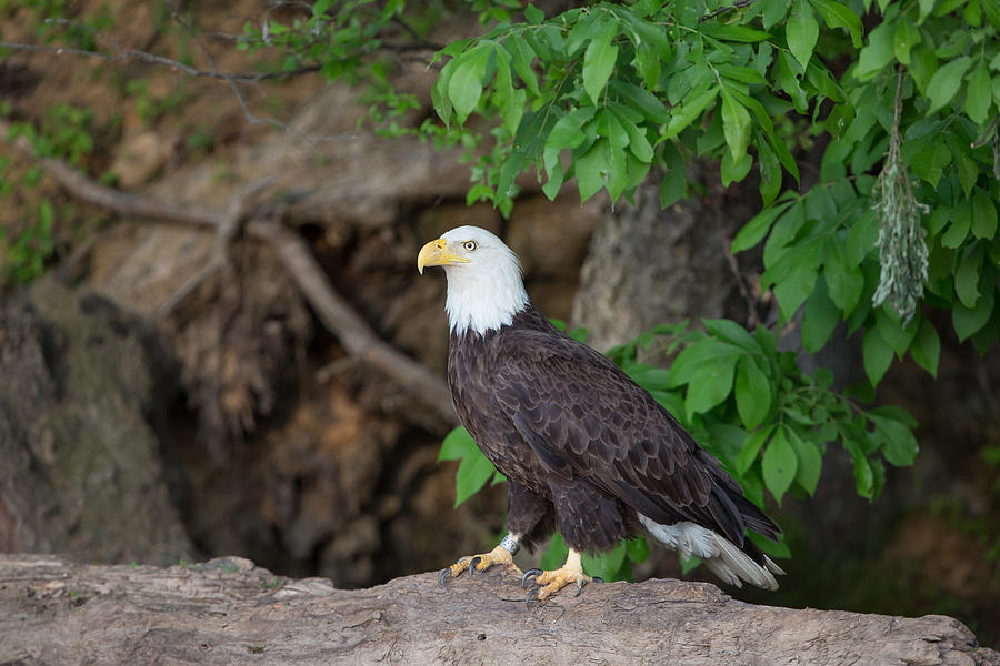 Bald eagle standing on log Photograph by Jack Nevitt