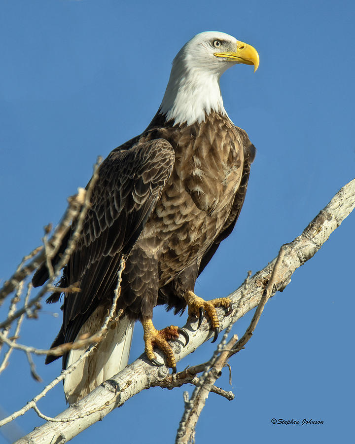Bald Eagle Standing Tall Photograph by Stephen Johnson
