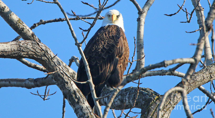 Bald Eagle Stare  3565 Photograph by Jack Schultz