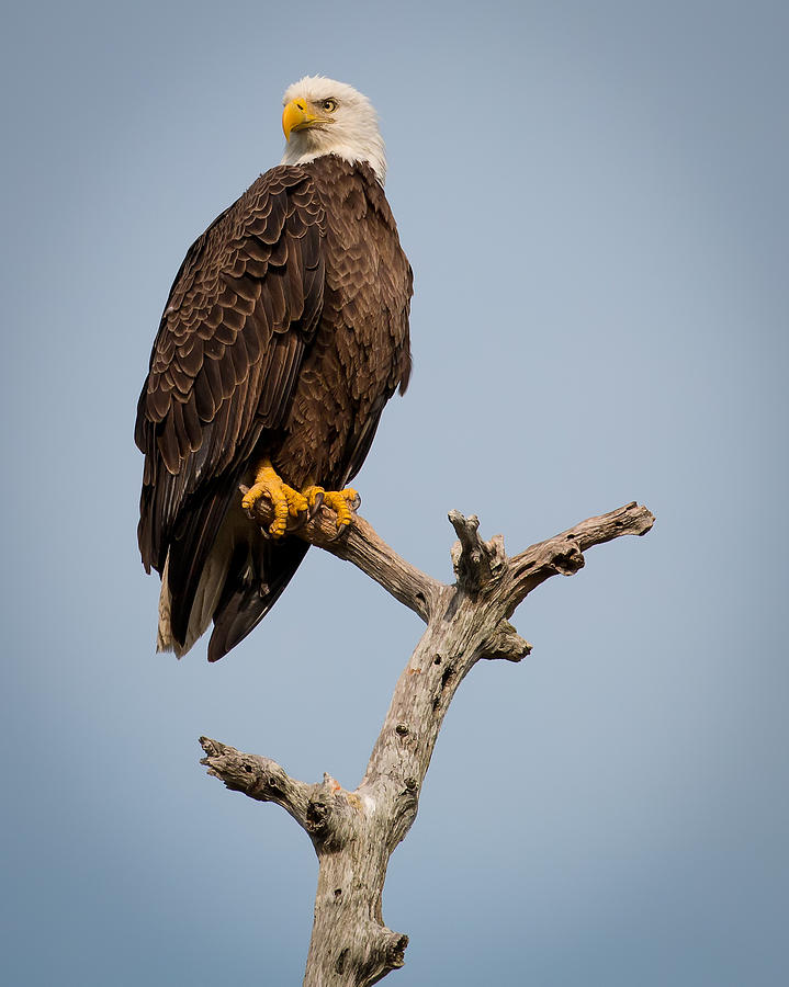 Bald Eagle Stare Photograph by Joe Myeress