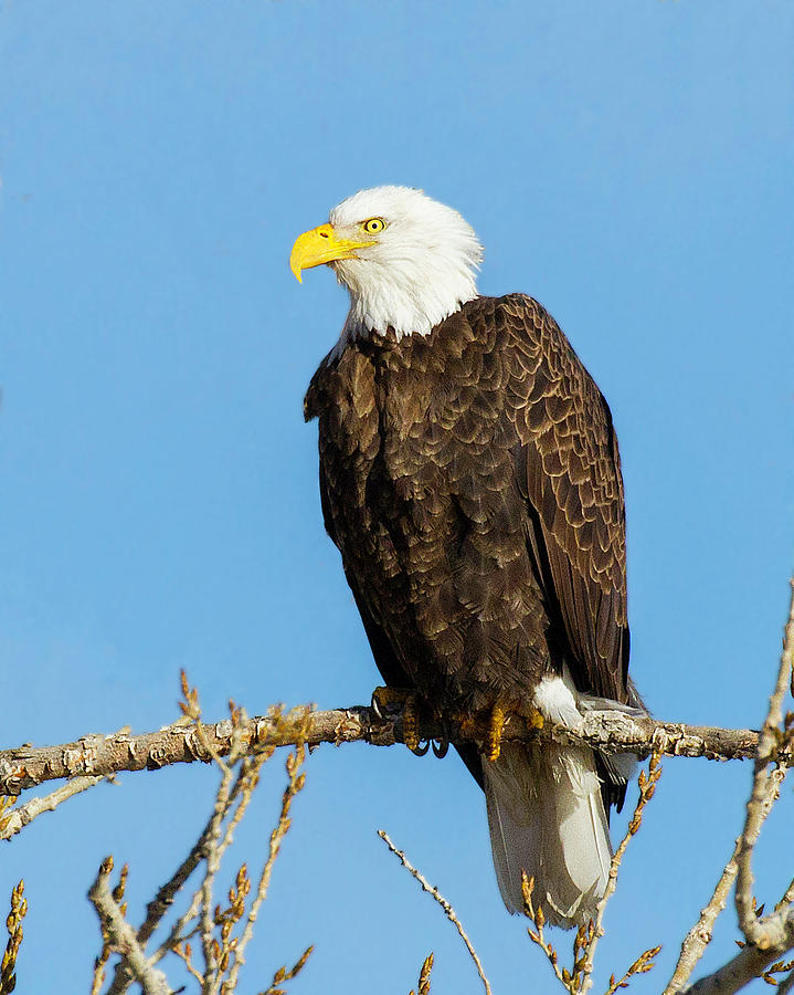 Bald Eagle Stare Photograph By Lowell Monke