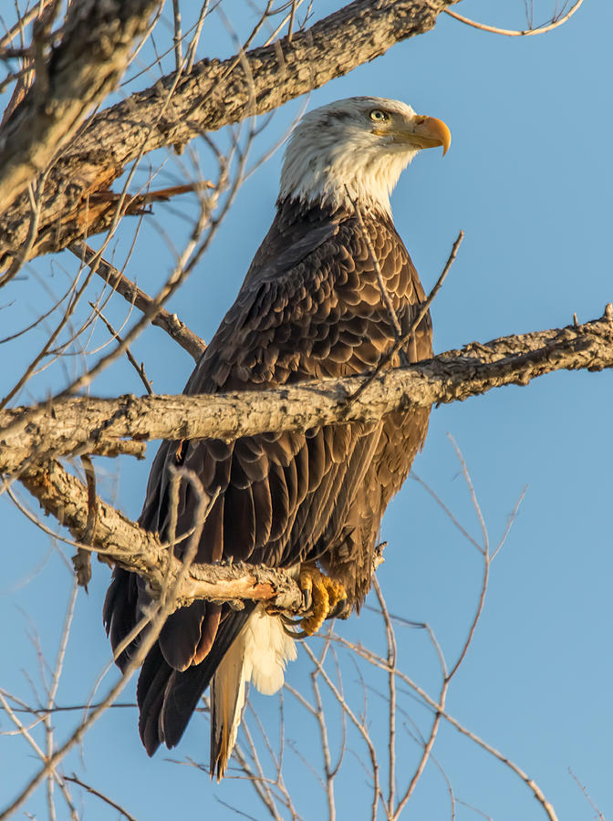 Bald Eagle Staring Photograph by Marc Crumpler
