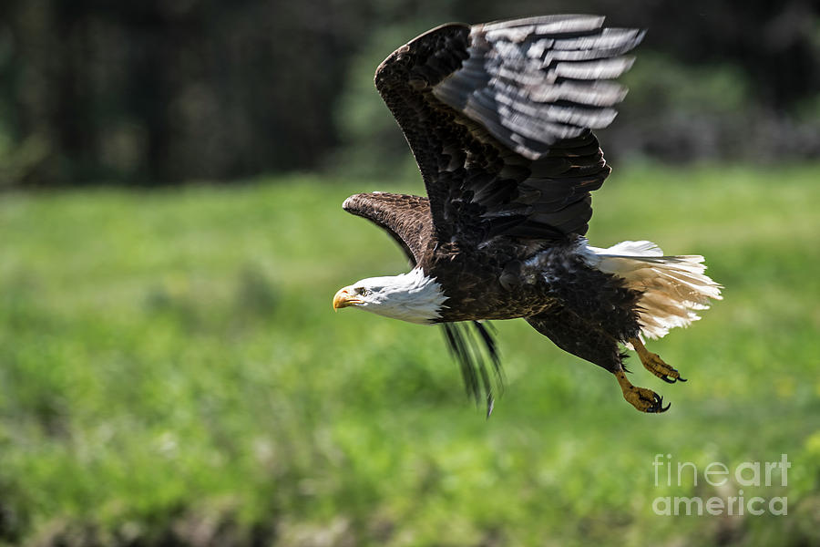 Bald Eagle-3372 Photograph by Steve Somerville