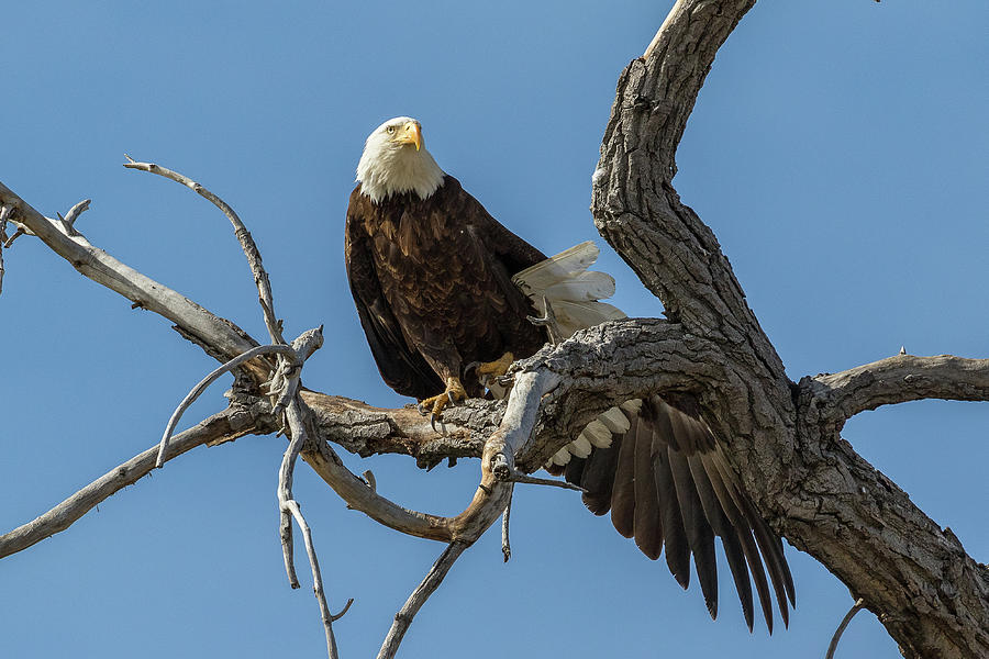 Bald Eagle Stretches Its Wings Photograph by Tony Hake - Fine Art America