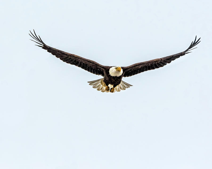 Bald Eagle Surprise Flight Photograph by Yeates Photography