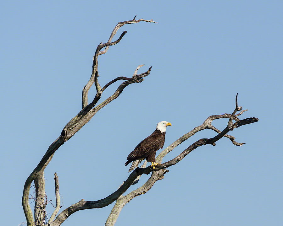 Bald Eagle Surveying His Territory Photograph by Dawn Currie