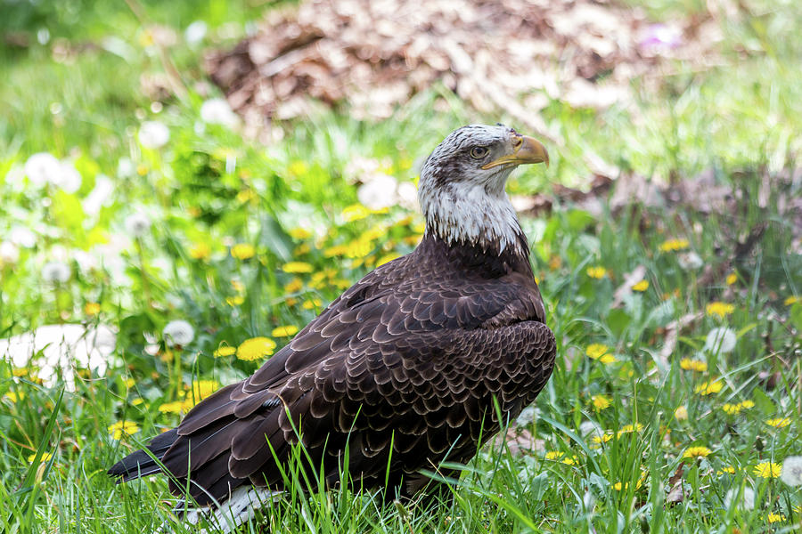 Eagle Photograph - Bald Eagle by Susie Weaver