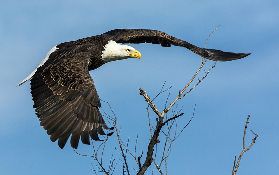 Bald Eagle Swoosh Photograph by Loree Johnson
