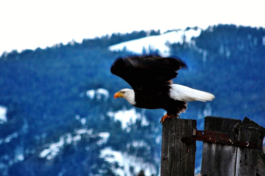 Eagle Photograph - Bald Eagle Take-off by Don Mann