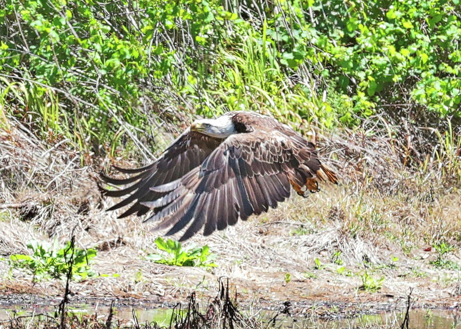 Bald Eagle Takeoff Photograph by Carol Groenen