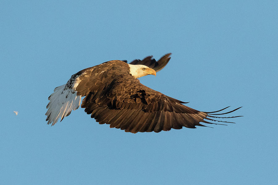 Bald Eagle Takes Flight in the Early Morning Light Photograph by Tony Hake