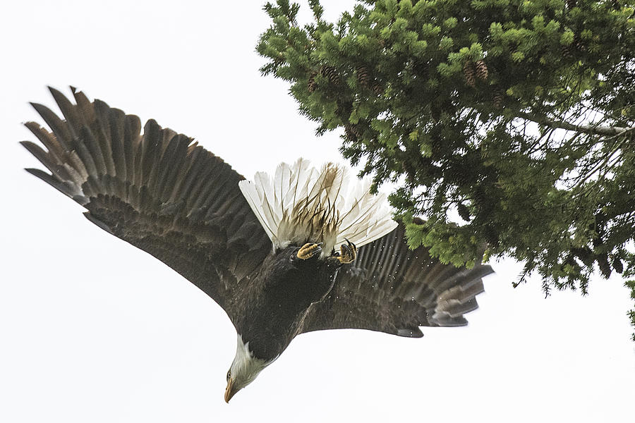 Bald Eagle Takes Flight Photograph by Matt McDonald