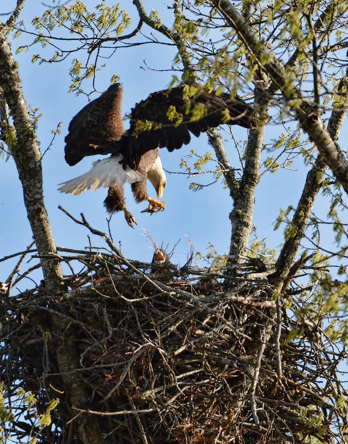 Jai Johnson Photograph - Bald Eagle Taking Fish To Nest 031520169678 by WildBird Photographs