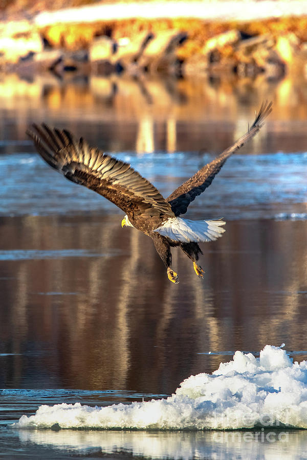 Bald Eagle Taking Flight -5191 Photograph by Norris Seward