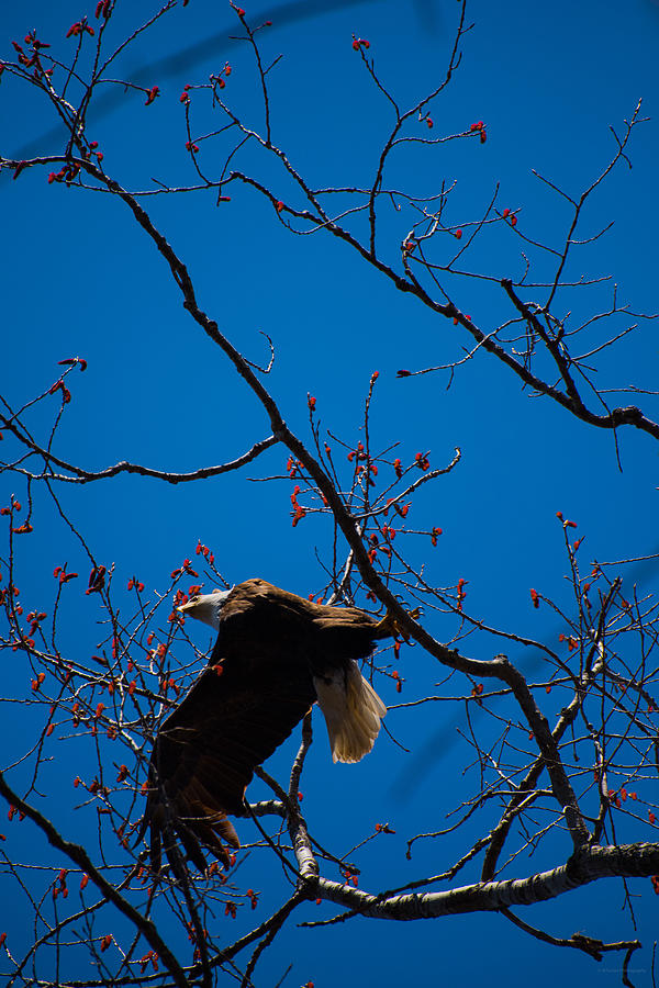 Bald Eagle Taking Flight Photograph