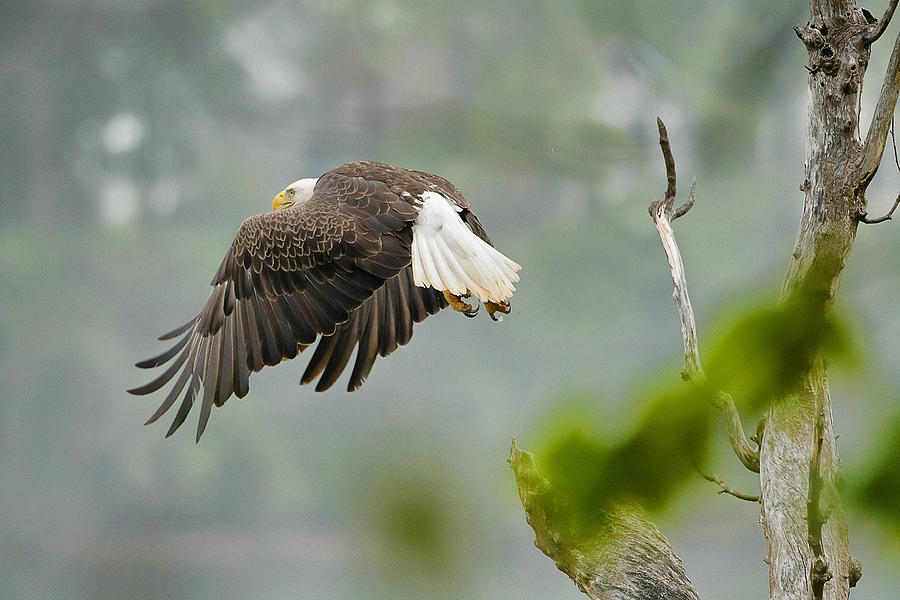 Bald Eagle Taking Flight Photograph by Rhonda McClure