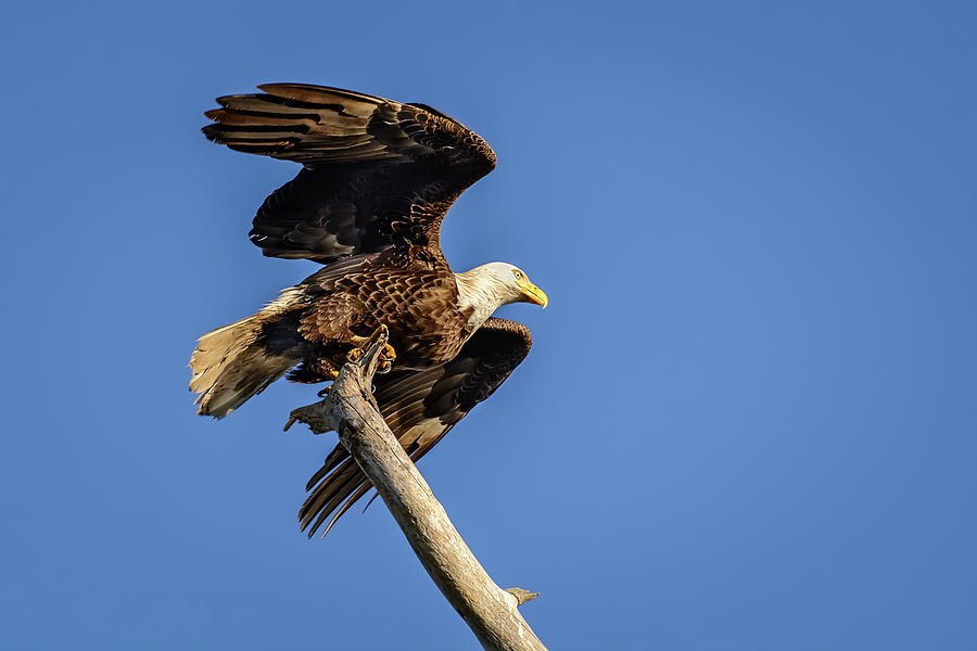 Bald Eagle Taking Flight Photograph by Robert Mitchell