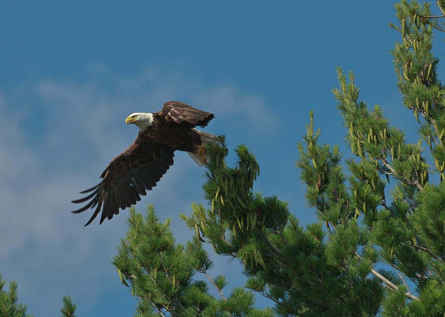 Bald Eagle Taking Flight Photograph by Scott S Emberley - Fine Art America