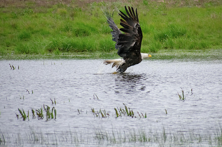 Bald Eagle Taking Flight Photograph by Tim Schofield - Pixels