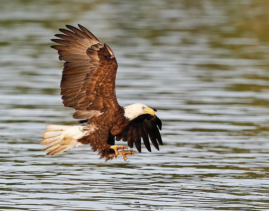 Bald Eagle Talons Photograph by Jack Nevitt