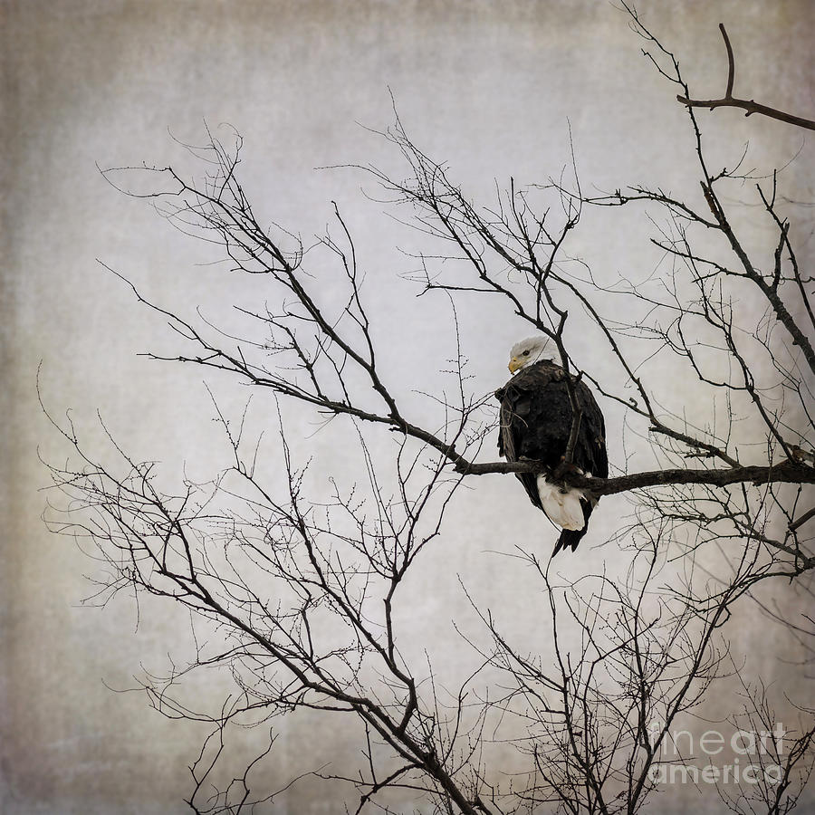 Bald Eagle Photograph by Tamara Becker