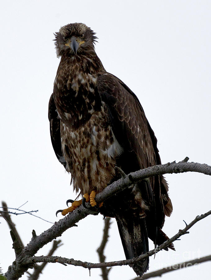 Bald Eagle - The Stare Photograph by Sue Harper