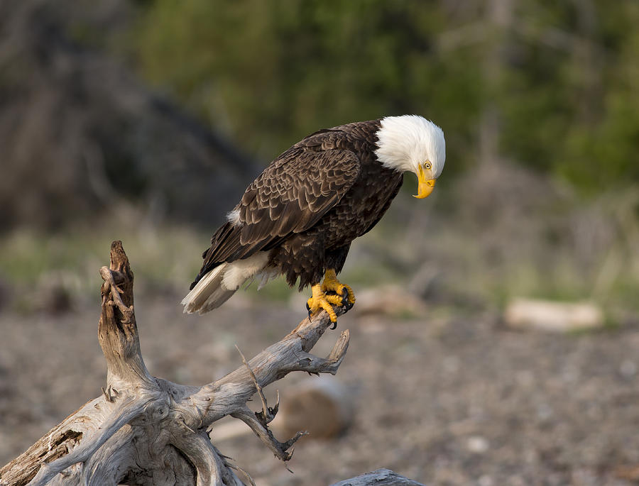 Bald Eagle Thinking Photograph By Mash Mashaghati | Pixels