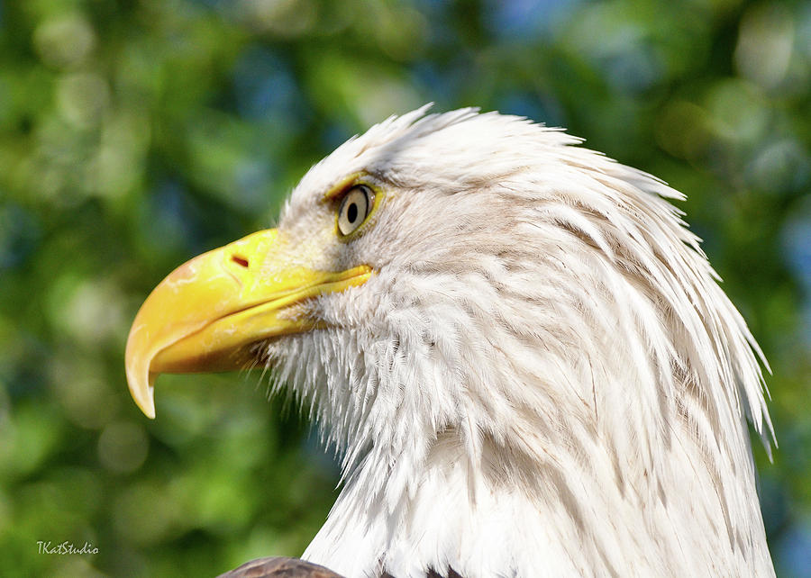 Bald Eagle Photograph by Tim Kathka