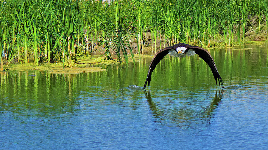 Nature Photograph - Bald Eagle touching the water by CJ Park