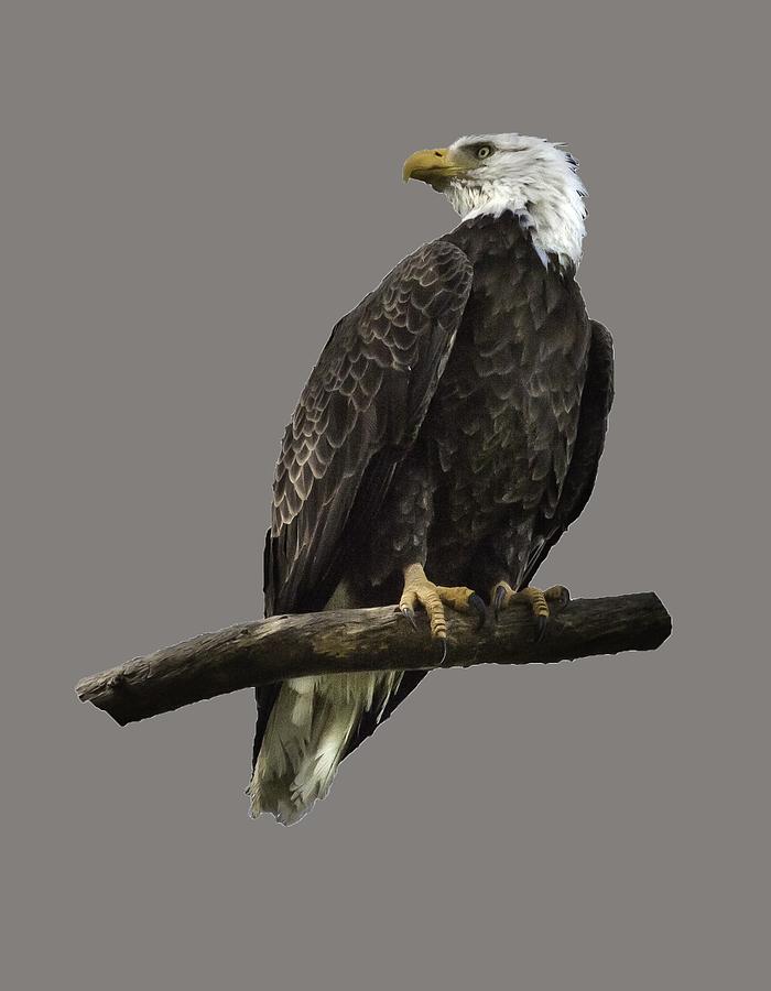 Bald Eagle Transparency Photograph by Richard Goldman