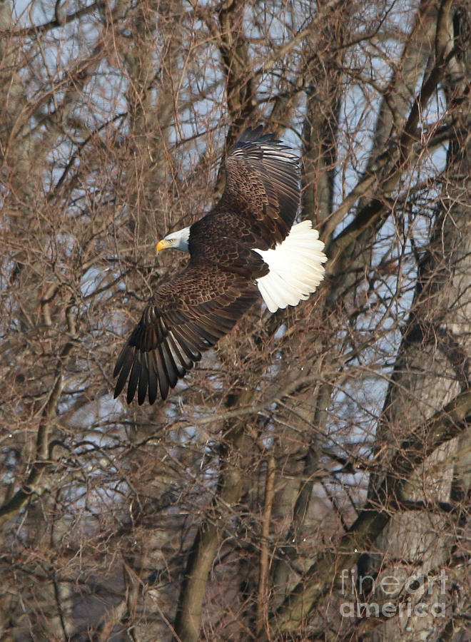 Bald Eagle Turning  7683 Photograph by Jack Schultz