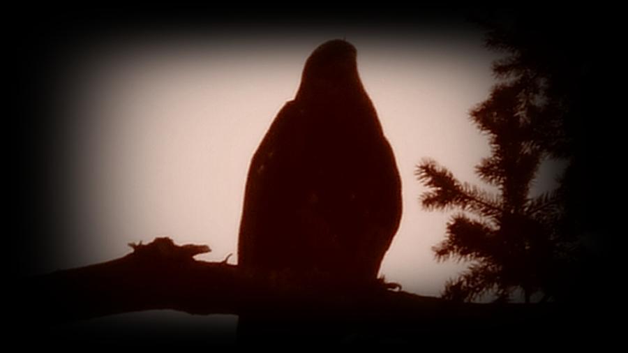 Eagle Photograph - Bald Eagle Twilight by Dawna Raven Sky
