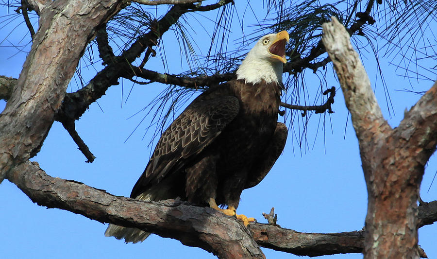 Bald Eagle Under Attack Photograph by Richard La Belle - Fine Art America