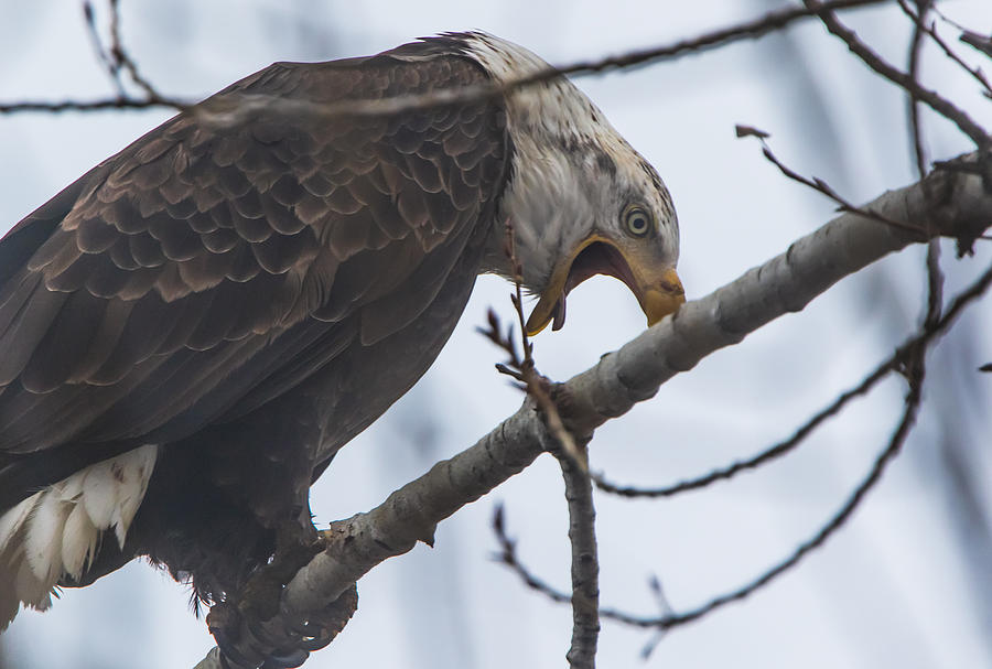 Bald Eagle Upset Photograph by Marc Crumpler