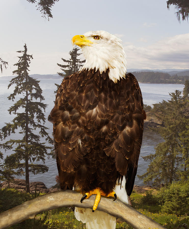 Bald Eagle Vancouver Photograph by Peter J Sucy