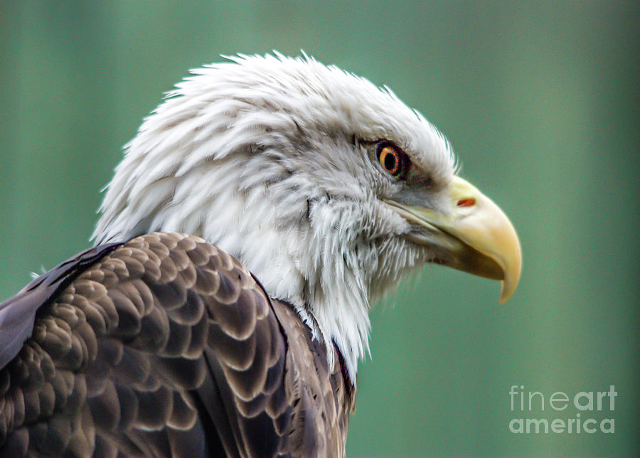 Bird Photograph - Bald Eagle - Vermont by John Greco