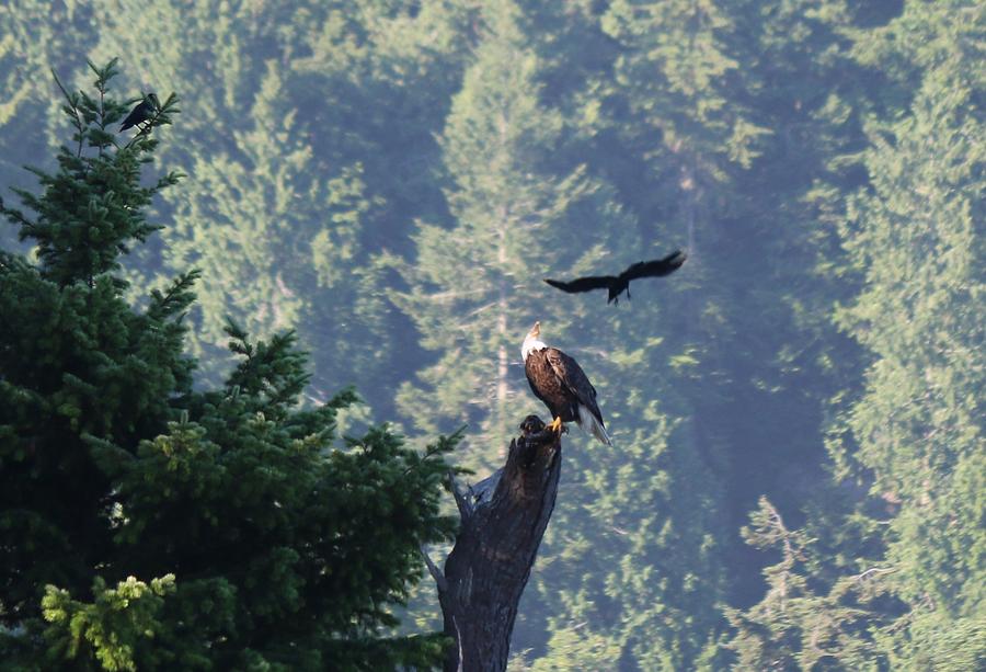 Bald Eagle versus Ravens  Photograph by Christy Pooschke